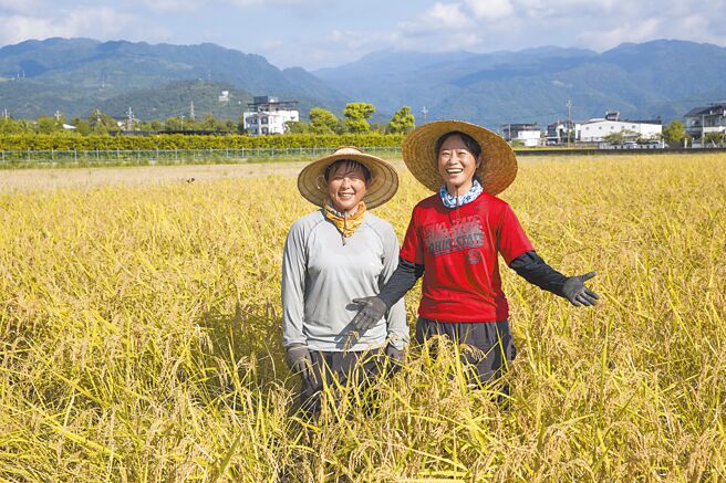 在台北從事高科技業的Sandy（右起）和阿霜在即將收割的稻田中面露愉快笑容，她們兩人另一個身分是高科技業上班族，因為喜愛農耕生活及安全無毒農產品，兩人利用休假日到深溝租田種稻。