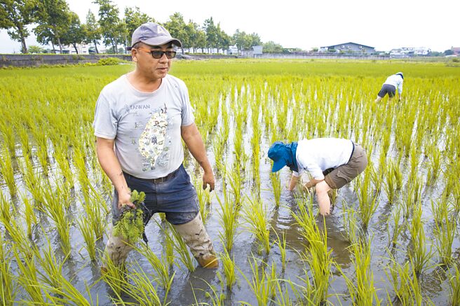 宜蘭縣前農業處長楊文全（左）帶領學生在稻田拔除雜草及福壽螺，深溝的新農民多採友善農耕方式，未施用農藥及化肥。