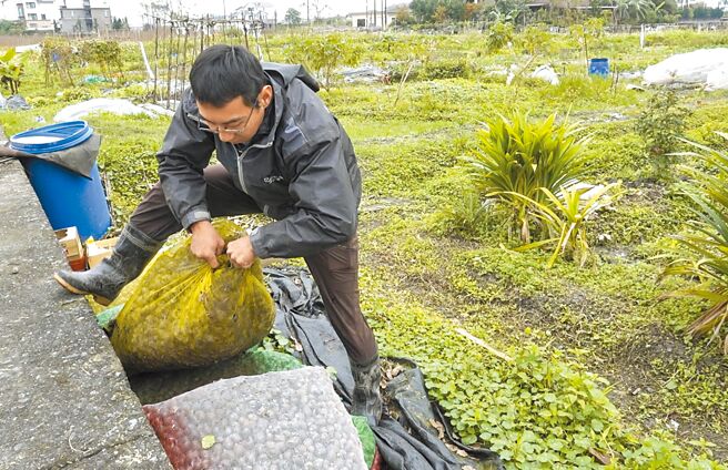 讀資工的陳幸延在菜圃整理捕獲的福壽螺，他設計捕螺機抓福壽螺當肥料，還架設區域性微氣象站，建立天候大數據供小農參考。