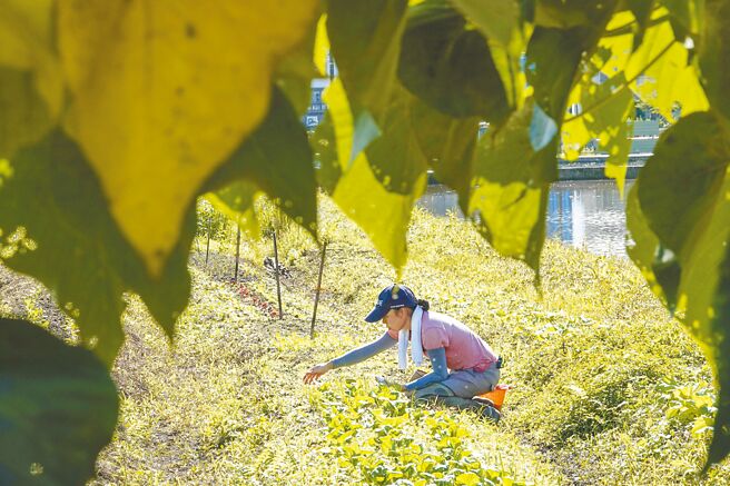 來自新加坡的NaNa曾在跨國金融機構及寶石公司上班，如今在深溝找到真正的生活。