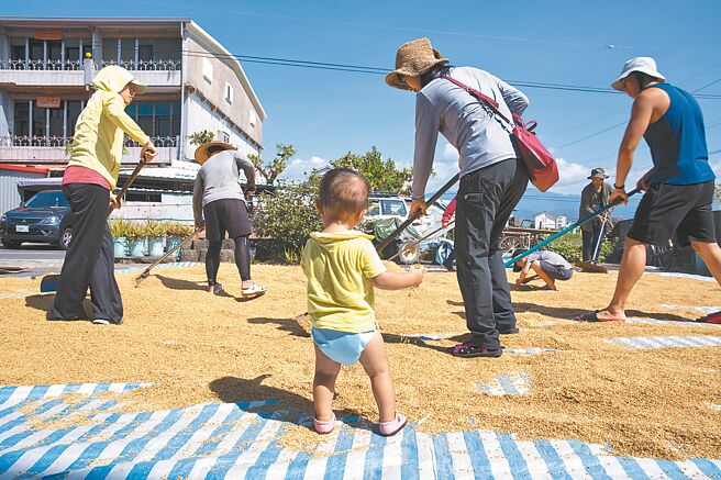 深溝小農由於人力短缺，收成時都會邀集親朋好友幫忙，連包尿布的幼兒也有模有樣地湊一腳。
