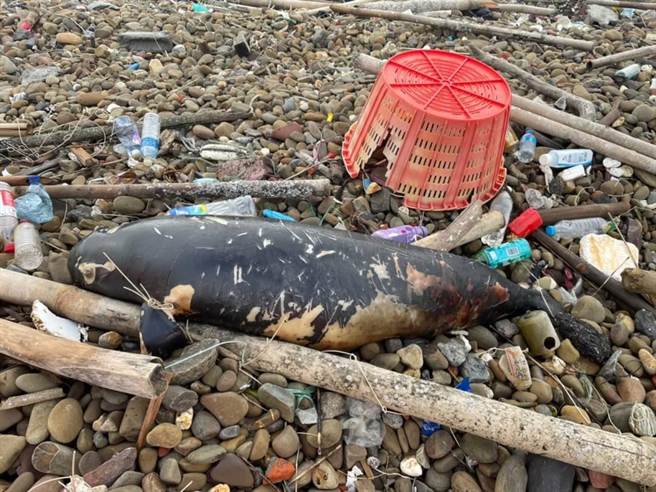 一只数量稀少的江豚昨天一早搁浅在彰化王功海边。（海巡署中部分署第三岸巡队提供／谢琼云彰化传真）