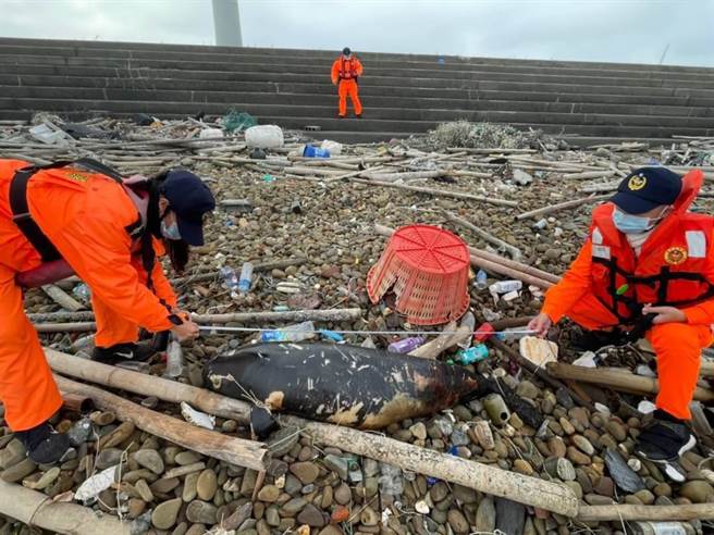 海巡人员到场后先协助丈量搁浅死亡的海豚的身长。（海巡署中部分署第三岸巡队提供／谢琼云彰化传真）