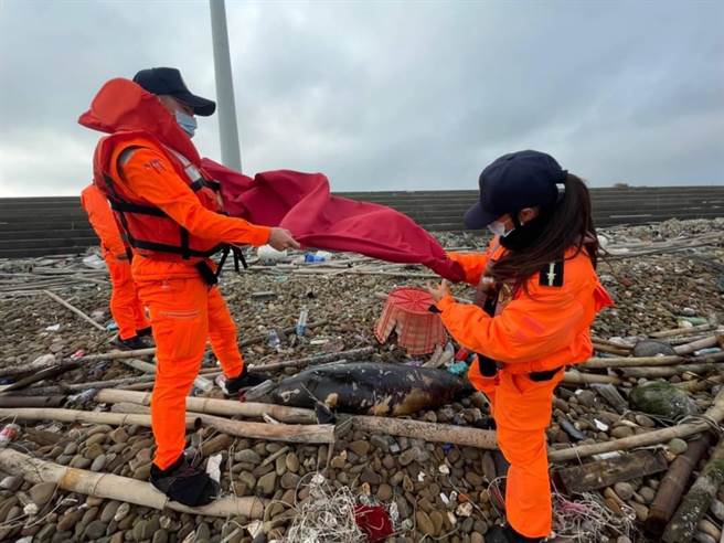 被列为保育类野生动物的江豚，被民眾发现搁浅在王功海边、新宝守望哨北方约500公尺处，已经死亡。（海巡署中部分署第三岸巡队提供／谢琼云彰化传真）