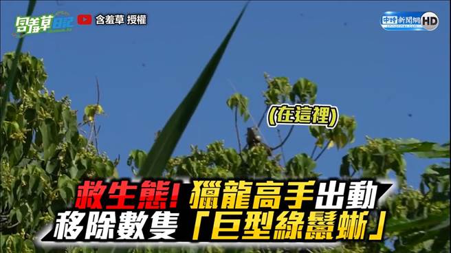 台湾成「酷斯拉」乐园?!　年产70颗蛋严重威胁生态