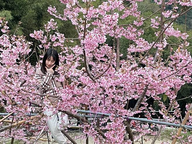 北橫櫻花季即將到來 拉拉山湧追櫻人潮感受粉紅浪漫 寶島 中時