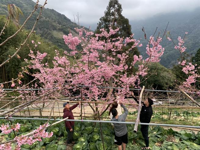復兴部落民眾也在自家菜园赏起樱花美景。（读者提供／黄婉婷桃园传真）