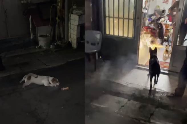 傑克羅素㹴「小不點」將鞭炮咬進家中。（圖／摘自3Q霧峰好地芳臉書）