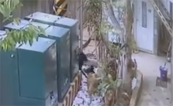 ５只狗围攻家猫，狗主人发现后制止时，猫已被至奄奄一息。（翻摄脸书爆怨公社／李俊淇新北传真）
