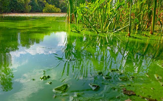 Greening Mars is possible blue-green bacteria can survive in the Martian environment-International-China Times News