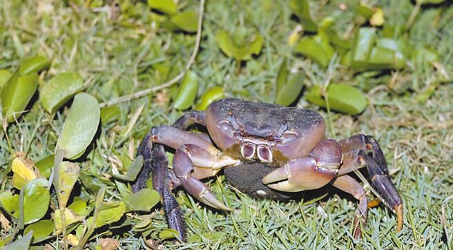 台江公園孕育豐富螃蟹生態，但因路殺、盜獵等問題，潛藏生存危機，圖為凶狠圓軸蟹。（保育人士提供／李宜杰台南傳真）