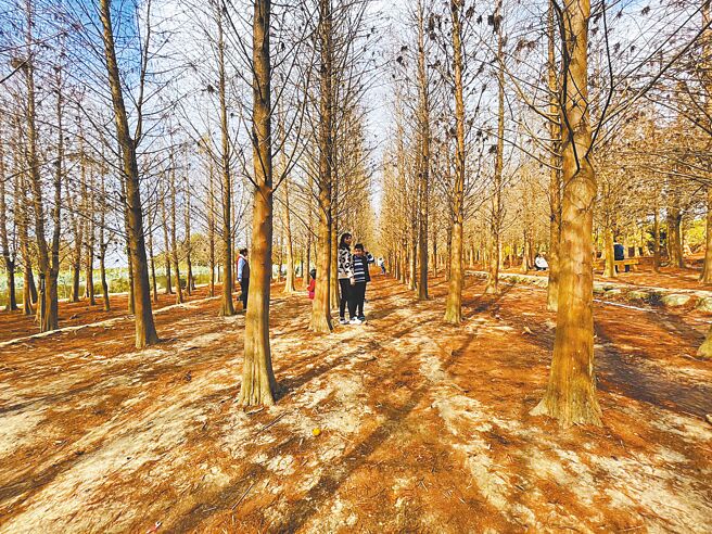 紧邻嘉义县欢喜财神庙的中埔落羽松秘境虽然已渐枯黄，自然形成的异国风情，过年期间吸引不少游客造访。（吕妍庭摄）