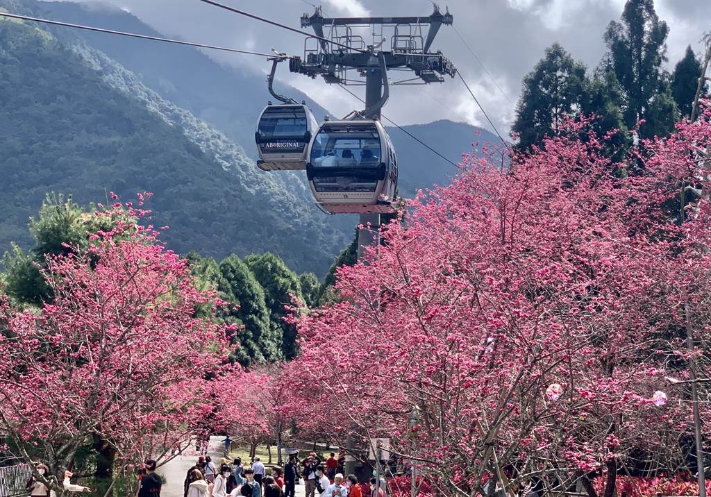 九族文化村搭纜車，可以體驗不同角度的櫻花風情。（廖志晃攝）