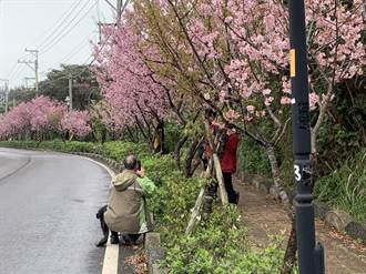 优享资讯 追樱潮不断 芦竹大古山见樱花步道