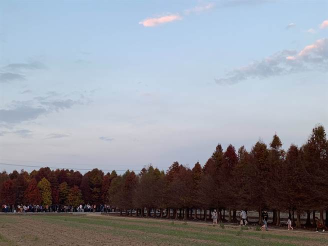 台南六甲落羽松超夯，原本竟是为乳牛打造的。（图／翻摄自《来自永靖的老园丁 - 魏应充》）