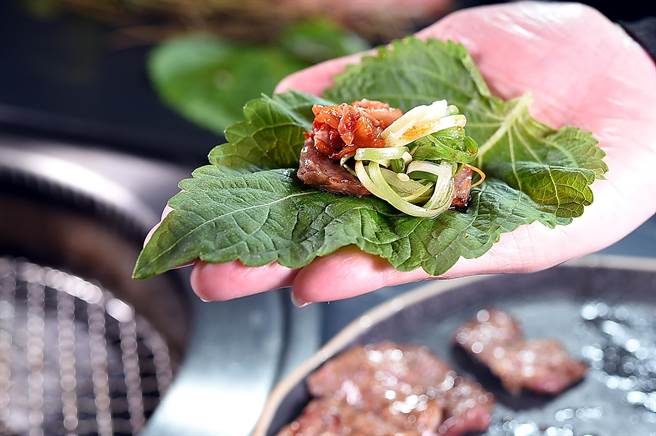 吃韩式烧肉不能少了有独特香气的韩国芝麻叶，〈虎三同〉的韩国芝麻叶是专门找人水耕契作的。（图／姚舜）