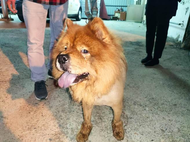 松狮犬模样可爱，饲主对警方帮忙处理表示感谢。（警方提供／林瑞益高雄传真）