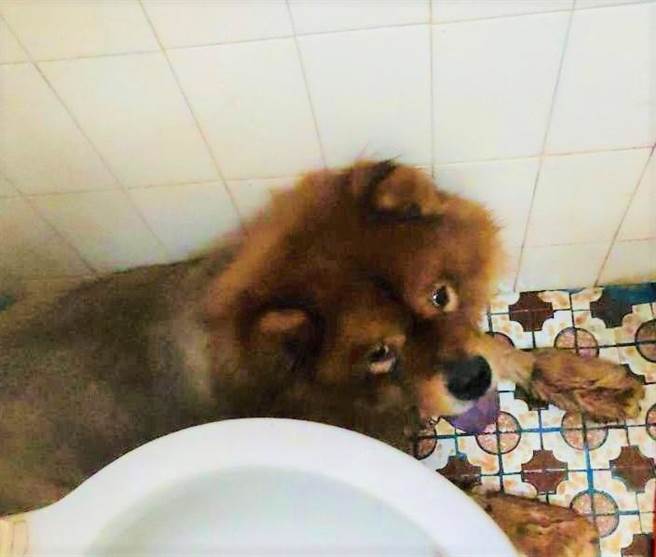 松狮犬闯入民宅，蹲坐在马桶旁。（警方提供／林瑞益高雄传真）