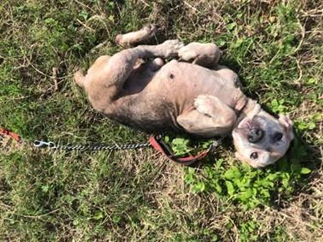 毛寶貝享受日光浴（動保處提供／戴上容新北傳真）