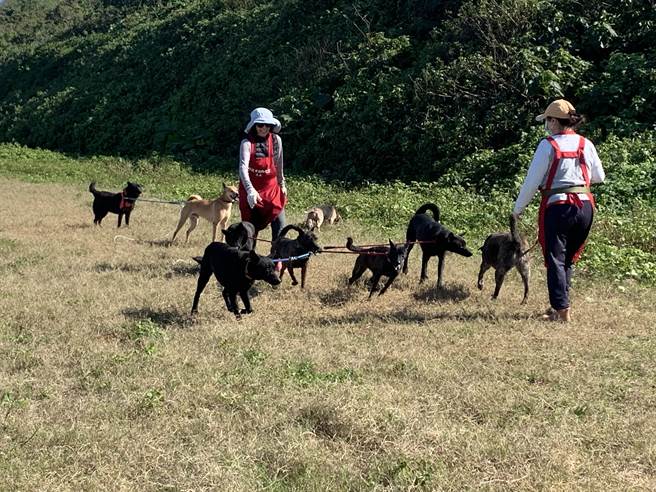 毛寶貝享受日光浴（動保處提供／戴上容新北傳真）