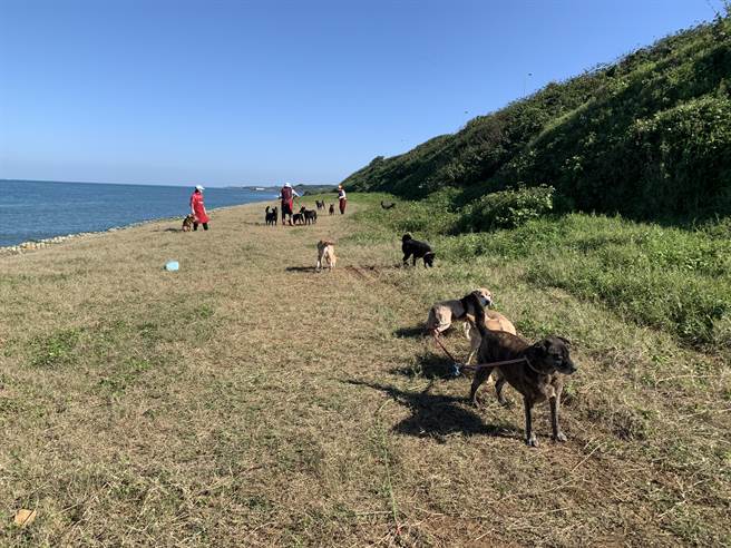 毛寶貝享受日光浴（動保處提供／戴上容新北傳真）