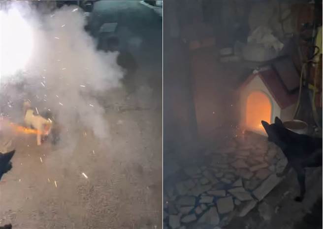 杰克罗素㹴「小不点」咬鞭炮影片爆红。（图／摘自3Q雾峰好地芳脸书）