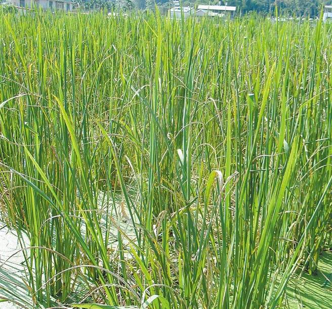 埔里茭白筍1年4季都生產，佔全台產量8成。最近一期的栽種約至清明節前後收成，受到水情吃緊灌溉系統輪調的影響，已可預見春季茭白筍的收成將不樂觀。（黃立杰攝）