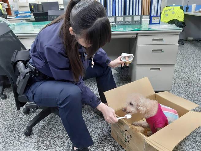 警方将走失的毛小孩先带回派出所安置，值班女警员还特别买狗罐头喂食。（新庄分局提供／李俊淇新北传真）