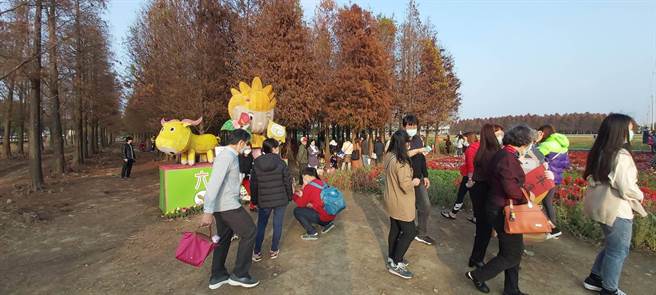 不受疫情影响，农历春节间照常举行的落羽松季活动，吸引爆量人潮，预计2月底结束时游客人次可突破30万，比去年翻倍成长。（台南市六甲区公所提供／庄曜聪台南传真）