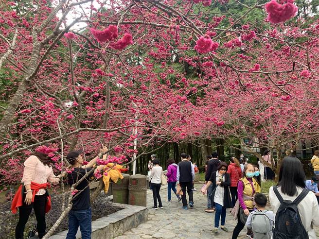 九族文化村樱花盛开，赏花正是时候。（廖志晃摄）