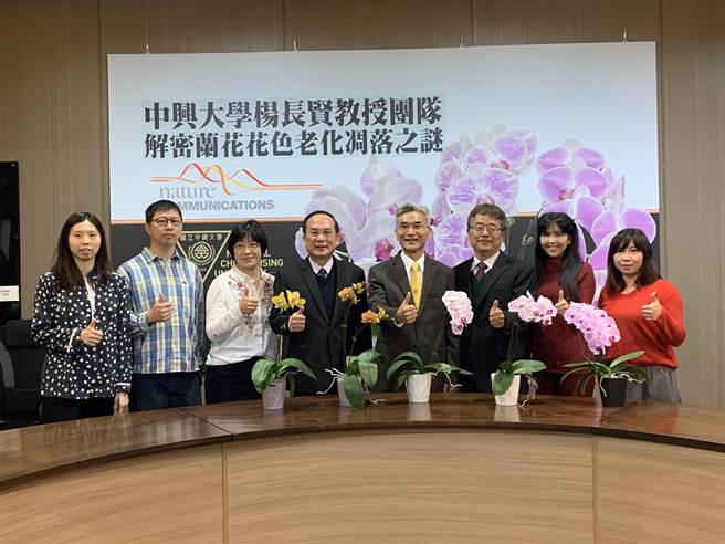 國立中興大學生物科技學研究所講座教授楊長賢率領的團隊，針對蘭花花形研究找出的「花被密碼」進一步研究，發現其還可調控花朵顏色與花期長短。（林欣儀攝）