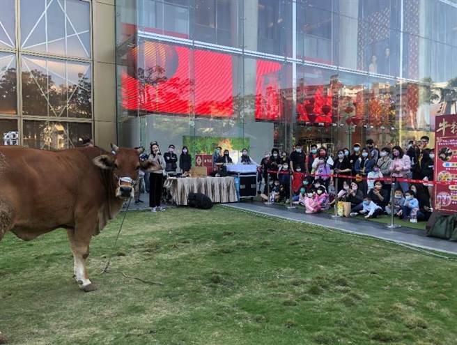 台中大遠百初四舉辦芳苑海牛學校牛校長見面會，發紅包給消費者，活動受歡迎。（遠百提供）