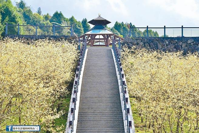 嘉义县梅山寒溪呢的福尔摩沙樱盛开，虽要收费仍吸引满满游客。（黄源明提供／张亦惠嘉县传真）