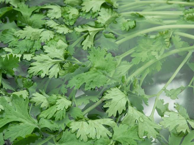 叶菜类保存不易，常常摆个2天就黄掉，有网友好奇上网询问，叶菜类该如何保存，意外钓出内行人透露超完美保存术，放2周都不会烂掉。(示意图/达志影像)