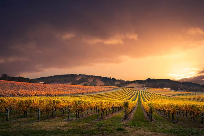 CNN報導稱澳洲數十億澳元葡萄酒產業正被大陸摧毀。圖為南澳州一處葡萄莊園日落時分，並非報導中任何酒莊。(示意圖／達志影像shutterstock)