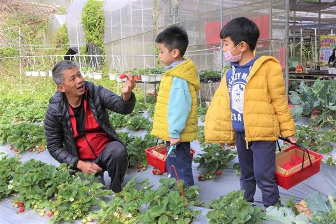 大湖玛琪朵草莓园园主林延炫（左）向小朋友讲解採摘草莓技巧。（巫静婷摄）