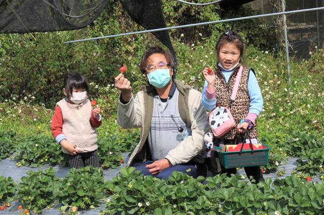 苗栗县大湖卫生所执行社区营造计画，将卫教课程拉到户外，与大湖乡施行无毒农耕的草莓园合作，18日邀请祖孙、亲子到草莓园同乐，体验无毒农耕、健康饮食。（巫静婷摄）