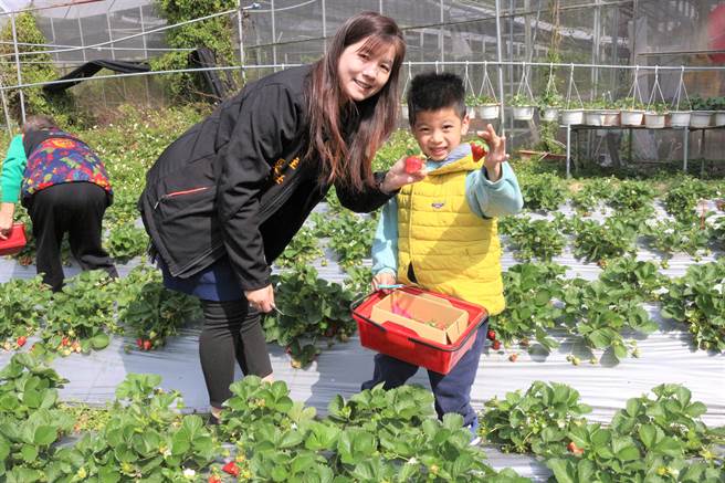 苗栗县大湖卫生所执行社区营造计画，将卫教课程拉到户外，与大湖乡施行无毒农耕的草莓园合作，18日邀请祖孙、亲子到草莓园同乐，体验无毒农耕、健康饮食。（巫静婷摄）
