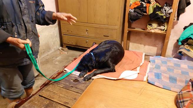 动保处协助黄翁所饲养的犬只带入室内用链绳繫好。（动保处提供／李俊淇新北传真）
