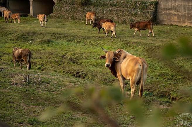 新竹市长带路香山南隘赏牛 感受牛年行大运「游」花海。（图／旅游经提供）