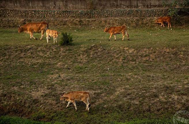 新竹市长带路香山南隘赏牛 感受牛年行大运「游」花海。（图／旅游经提供）