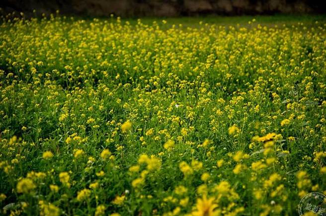 新竹市长带路香山南隘赏牛 感受牛年行大运「游」花海。（图／旅游经提供）