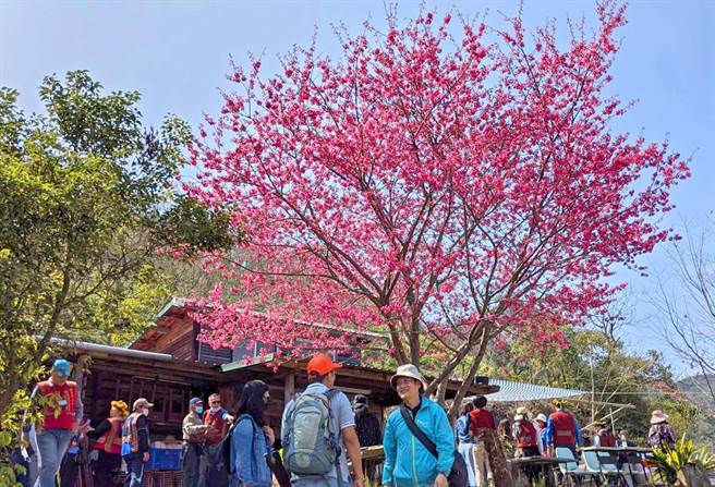 9日正式启用的玛家乡专五道路通往多处赏樱秘境，今年春节8天申请入山人次达725人，是去年全年的快3倍。（潘建志摄）