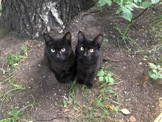 飼主發現愛貓明明在客廳，但又在房間看到牠的身影，仔細一看才知道，屋裡溜進另一隻陌生黑貓。(示意圖/達志影像)