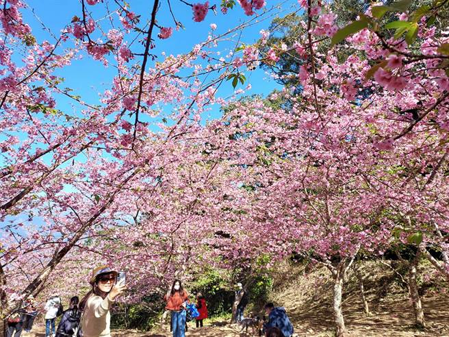 二月微凉的天气，正是上山赏樱的好时节。（图片提供/桃源区公所）