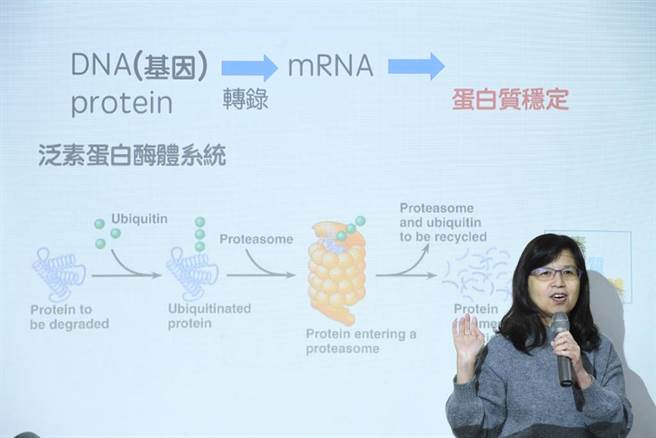 中央研究院生物化学研究所特聘研究员陈瑞华(见图)与研究团队的跨领域研究发现，人体中的蛋白SOX11不稳定会导致大脑发育异常。(图/中央研究院提供)