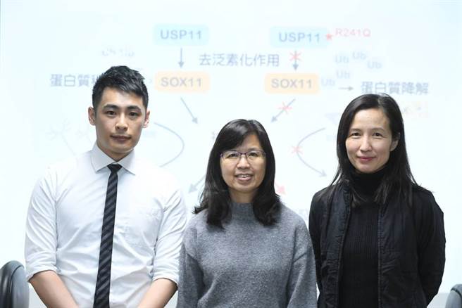 陈瑞华特聘研究员（中）与研究团队，生化所博士生江尚殷博士(左)、周申如副研究员(右)。(图/中央研究院提供)