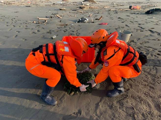 七股網仔寮沙洲發現擱淺綠蠵龜，外殼遍布海草，由國立海洋生物博物館帶回實施醫療處置。(第11岸巡隊提供／劉秀芬台南傳真)