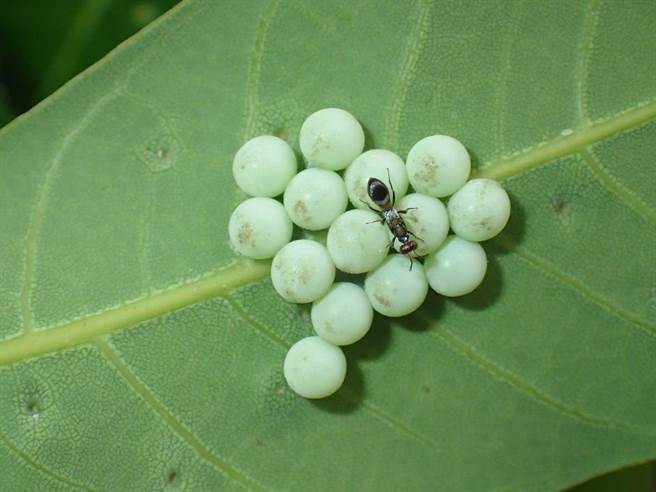 荔枝椿象的天敌平腹小蜂雌虫准备产卵于荔枝椿象卵内，使其无法孵化而死亡。（台南区农业改良场提供／张亦惠嘉县传真）