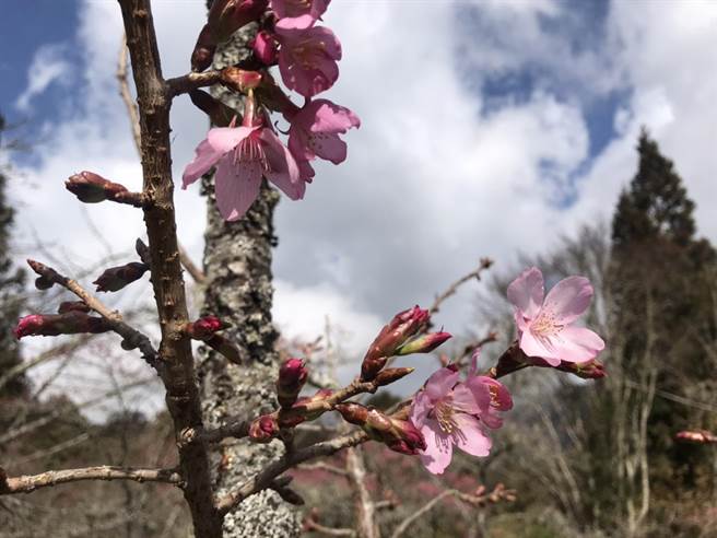 阿里山花季將於3月10日至4月10日登場，根據林務局預估，今年在2波寒流冷、暖空氣刺激下，花況將比往年更好，盛開期為3月中旬至下旬。（林務局提供／陳祐誠傳真）